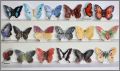 Papillons du Monde- Editions Atlas - Fves Brillantes - 2006