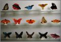 Papillons Gant - Editions Atlas- Fves Brillantes- 2006