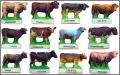 Vaches de Race - Fves mates - Arguydal - 2013