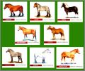 Races de chevaux - 8 Magnets - C. I. V. - 2011