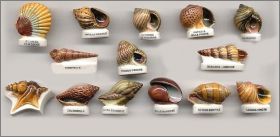 Les coquillages - F�ves brillantes - 1999
