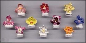 Les Orchides - fves brillantes - nordia - 2006