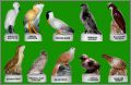 WWF Les Oiseaux 10 Fves brillantes Arguydal  Champion 2005
