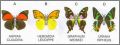 Papillons - Kinder surprise - K94-54  K94-55