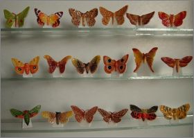 Les Papillons de nuit-Editions Atlas-F�ves Brillantes- 2006