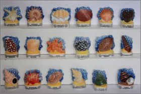 Les Coquillages - Editions Atlas - F�ves Brillantes - 2006