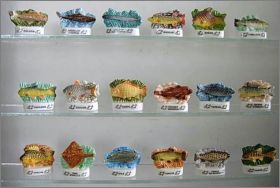 Poissons de nos r�gions-Editions Atlas-F�ves Brillantes-2006