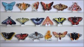 Papillon de nos r�gions-Editions Atlas-F�ves Brillantes-2006