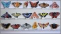 Papillon de nos rgions-Editions Atlas-Fves Brillantes-2006