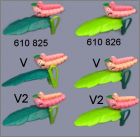 Pr�sentation de la collection