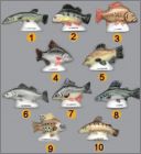 Pr�sentation de la collection