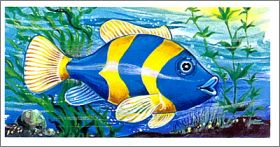 Poisson  bleu et jaune - Kinder surprise - K94-14