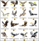 Pr�sentation de la collection