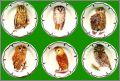Les Chouettes (Assiettes) 6 F�ves Brillantes - 2001