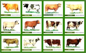 Races de vaches - 12 Magnets  (C.I.V.) 2011