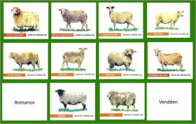 Races de moutons - 12 Magnets (C.I.V.) - 2011