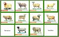 Races de moutons - 12 Magnets (C.I.V.) - 2011