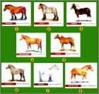 Prsentation de la collection