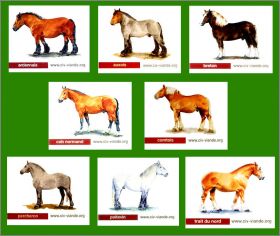 Races de chevaux - 8 Magnets - C. I. V. - 2011