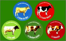 Vaches - Diffrentes races - 5 Magnets - 2006