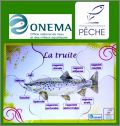 La Truite - 1 Magnet puzzle de 6 pices Onema & FNPF - 2010