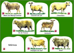 Races de moutons - 8 Magnets (C.I.V.) - 2005