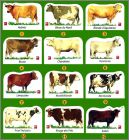 Prsentation de la collection