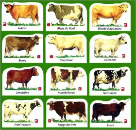 Races de vaches - 12 Magnets  (C.I.V.) 2005