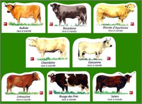 Races  viande (vaches) 8 Magnets  (C.I.V.) 2005