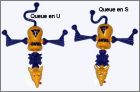 Exemple queue en U et en S
