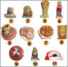 Prsentation de la collection