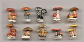 Les rois des champignons - Fves brillantes - 2005